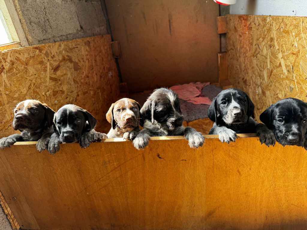 Chiot Chien d'arrêt allemand à poil dur Du moulin de la grotte