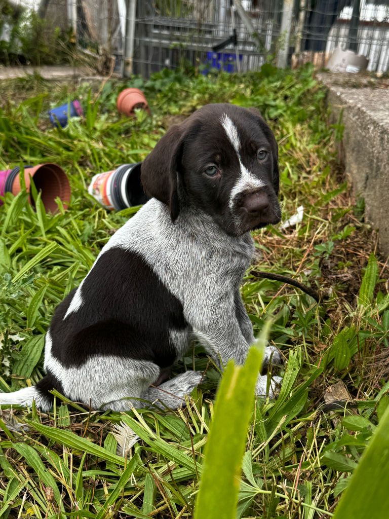 Du moulin de la grotte - Chiots disponibles - Chien d'arrêt allemand à poil dur